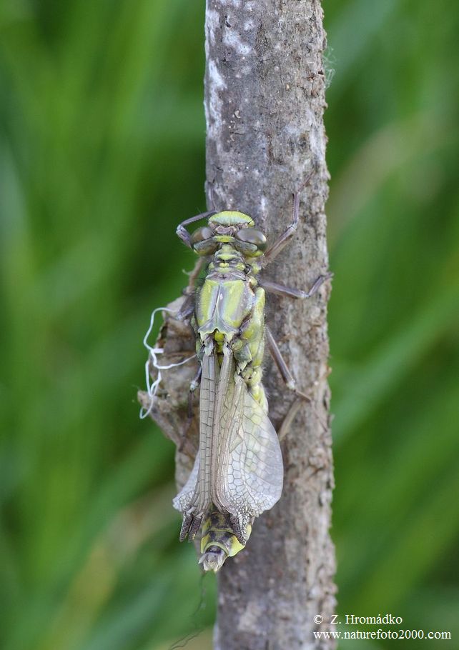 Klínatka obecná, Gomphus vulgatissimus, Anisoptera (Vážky, Odonata)